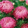 (A) Aster Beautiful Day Rose seeds 0.2g (414642) Image 2