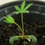 Lupin Seeds (Mixed Colours) Image 3