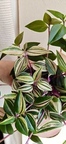 Tradescantia Tricolour large plant
