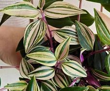 Tradescantia Tricolour large plant