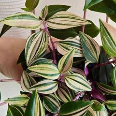 Tradescantia Tricolour large plant