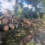Wood Image 2