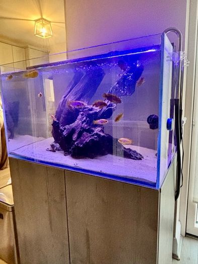 PRICE DROP Aqua spec 280litre with Aqua spec Grey tall stand 2 filters and lights cichlid tank