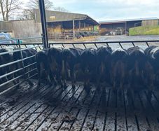 Maiden heifers