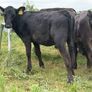 40 Super Aberdeen Angus Heifers Image 8