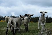 Mounted Original Photography - Wicklow Lambs