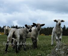 Mounted Original Photography - Wicklow Lambs