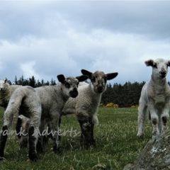 Mounted Original Photography - Wicklow Lambs