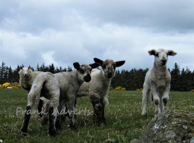 Mounted Original Photography - Wicklow Lambs