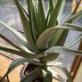 Aloe Vera Plant Image 8
