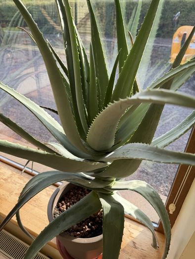 Aloe Vera Plant