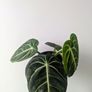 Anthurium Villenaorum Plant Image 2