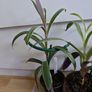 Houseplants Image 2