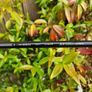 Titleist Hybrid/Rescue Image 7