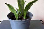 snake plant