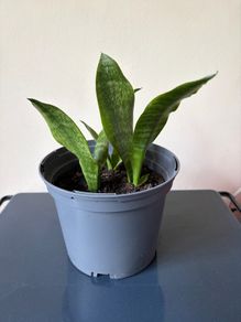 snake plant