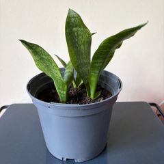 snake plant