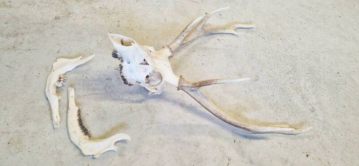 Taxidermy: Real natural deer antlers on skull