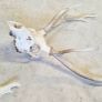 Taxidermy: Real natural deer antlers on skull Image 3