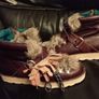 Irregular Choice Dark Brown Boots Image 5