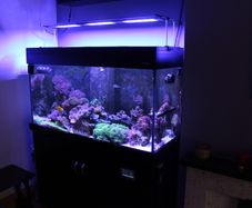 Marine Fish Tank