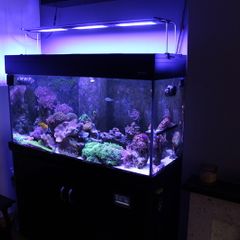Marine Fish Tank