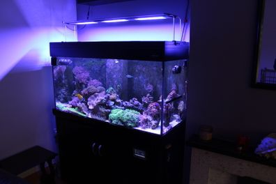 Marine Fish Tank