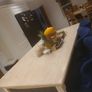 Painted Sollid oak kitchen Image 5