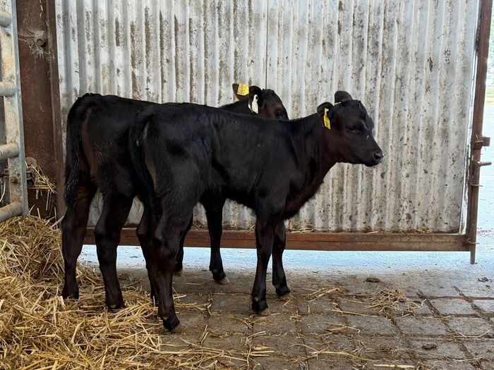 2 super Angus Sucks