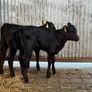 2 super Angus Sucks Image 4