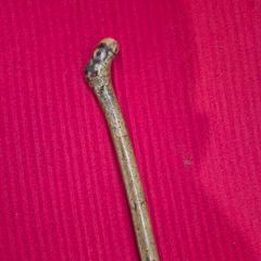 Traditional Irish Whitethorn Walking Cane / Rambling  stick (94cm