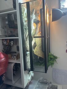 Reptile
