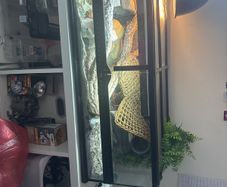 Reptile