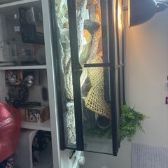 Reptile