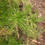chamomile plant Image 2
