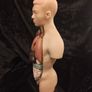 Vintage human anatomical torso model Image 2