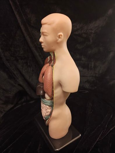 Vintage human anatomical torso model