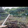 chicken run/ dog run Image 3