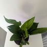 Bird of Paradise Plant Image 3