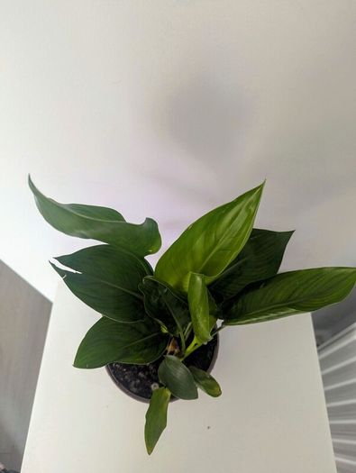 Bird of Paradise Plant