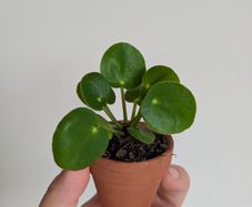 Chinese money plant