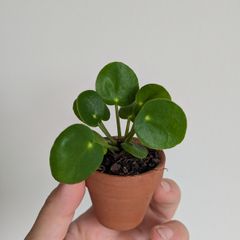 Chinese money plant