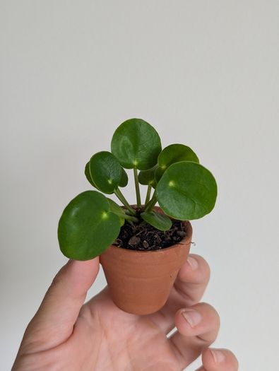 Chinese money plant