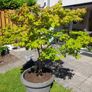 Maple Tree Image 4