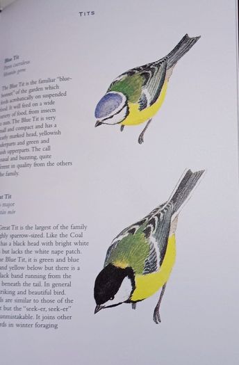 Ireland's Flora and Fauna Appletree Deluxe Editions Trees and Shrubs Wild Flowers Birds a beautiful collection of three books with lovely illustrations in excellent condition with no issues FREE STANDARD POSTAGE INCLUDED