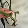 houseplant Philodendron Hastatum Silver Sword rooted cutting Image 3