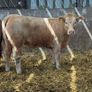 9 super u grade heifers Image 5