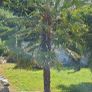 Two Mature Windmill Palm  (Trachycarpus fortunei) Image 3