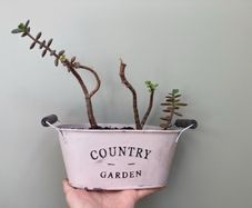 Jade plant