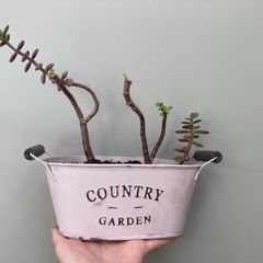 Jade plant